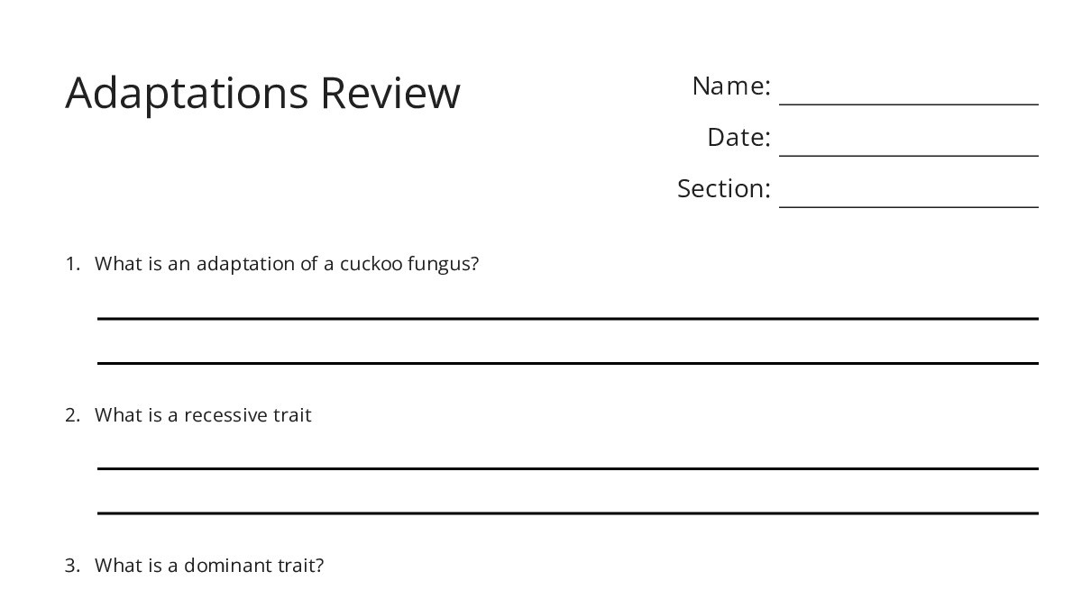 Adaptations Review - My Worksheet Maker: Create Your Own Worksheets