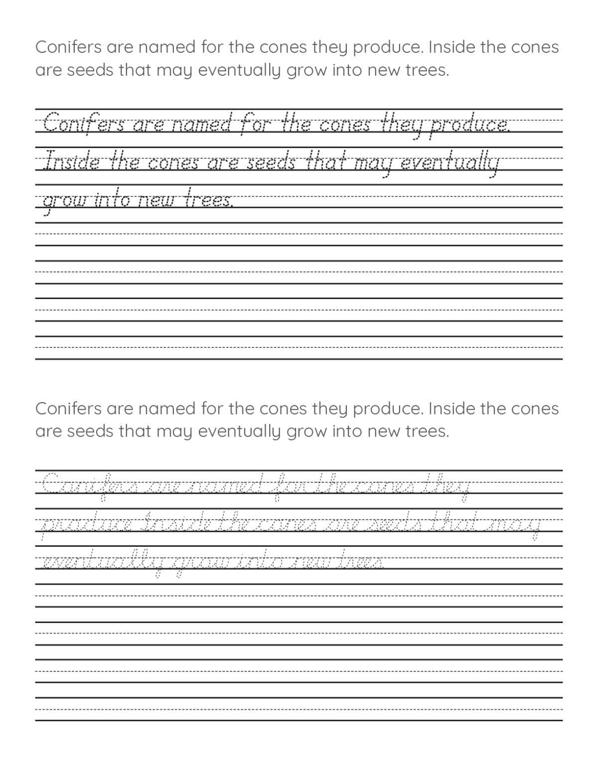 Handwriting practice worksheet with sentences about conifers and seeds for students to copy and trace.
